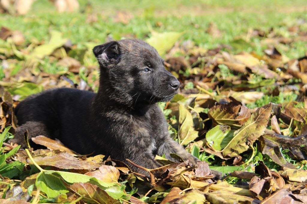 De L'Orée Du Roc - Chiot disponible  - Berger hollandais