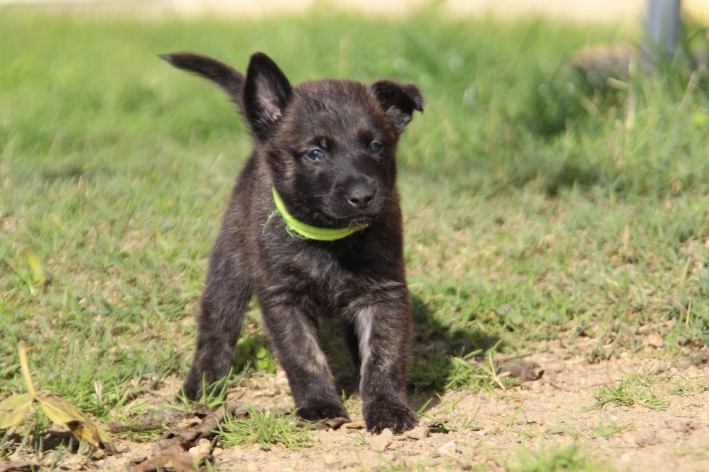 De L'Orée Du Roc - Chiot disponible  - Berger hollandais