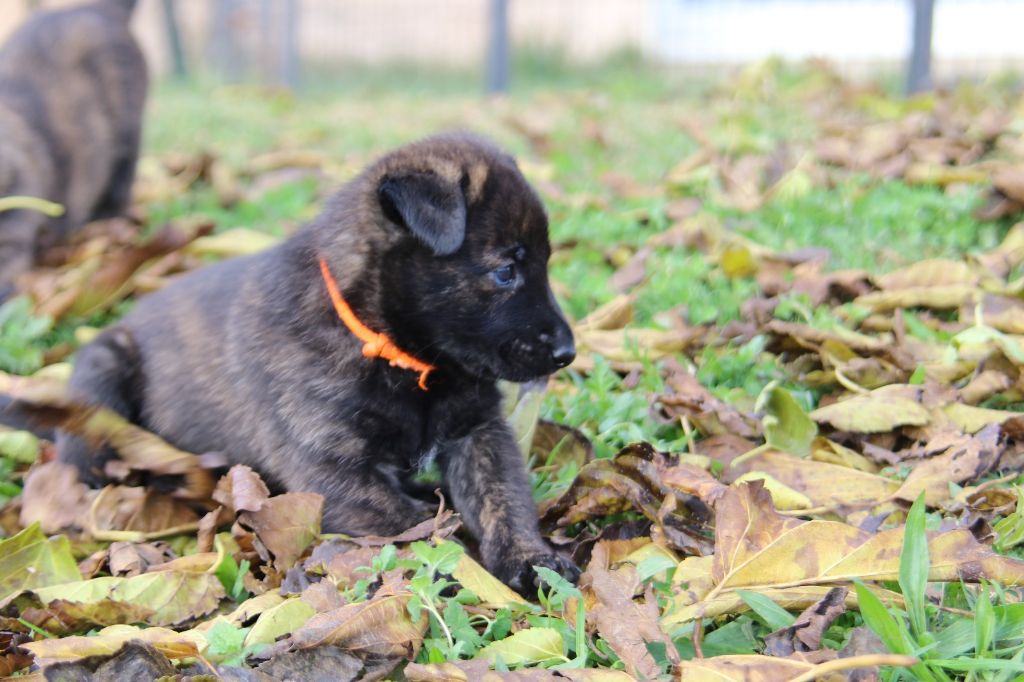 De L'Orée Du Roc - Chiot disponible  - Berger hollandais