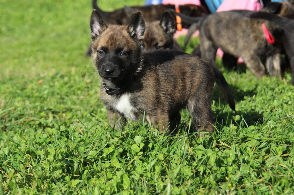 De L'Orée Du Roc - Chiot disponible  - Berger hollandais