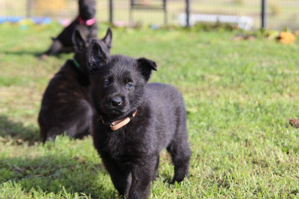 De L'Orée Du Roc - Chiot disponible  - Berger hollandais