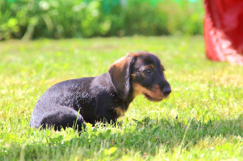 chiot Teckel poil dur De L'Orée Du Roc