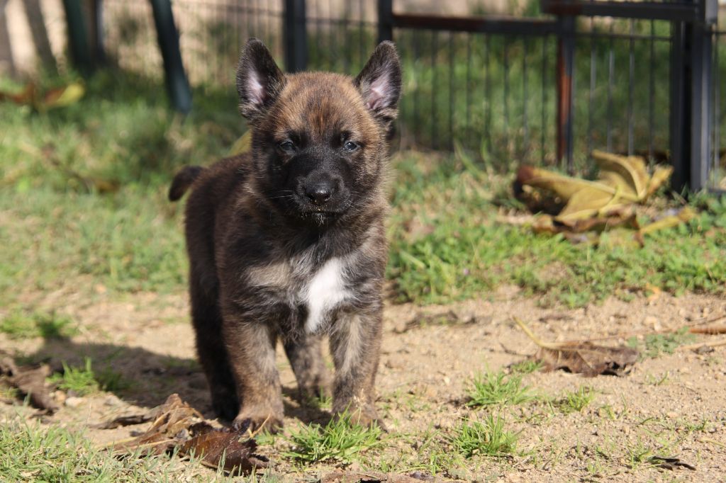 De L'Orée Du Roc - Chiot disponible  - Berger hollandais