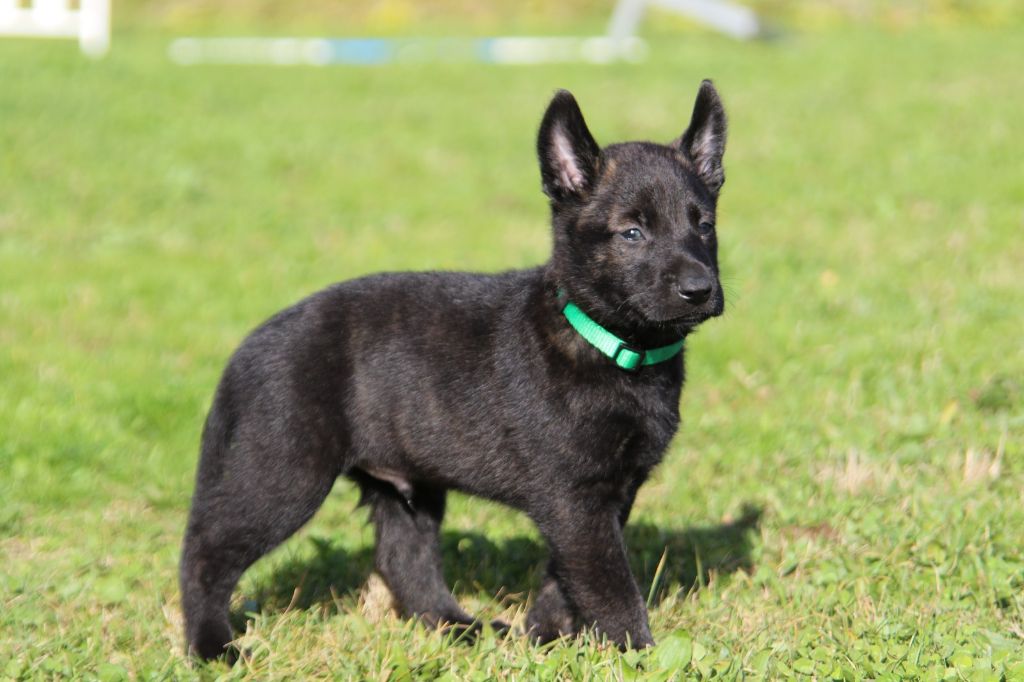 De L'Orée Du Roc - Chiot disponible  - Berger hollandais