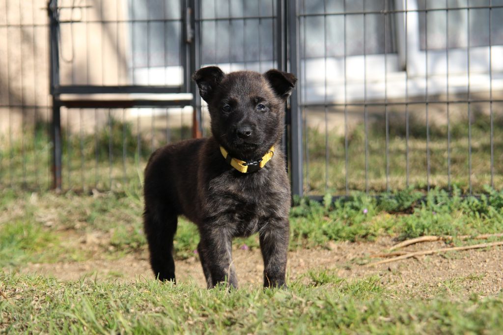 De L'Orée Du Roc - Chiot disponible  - Berger hollandais