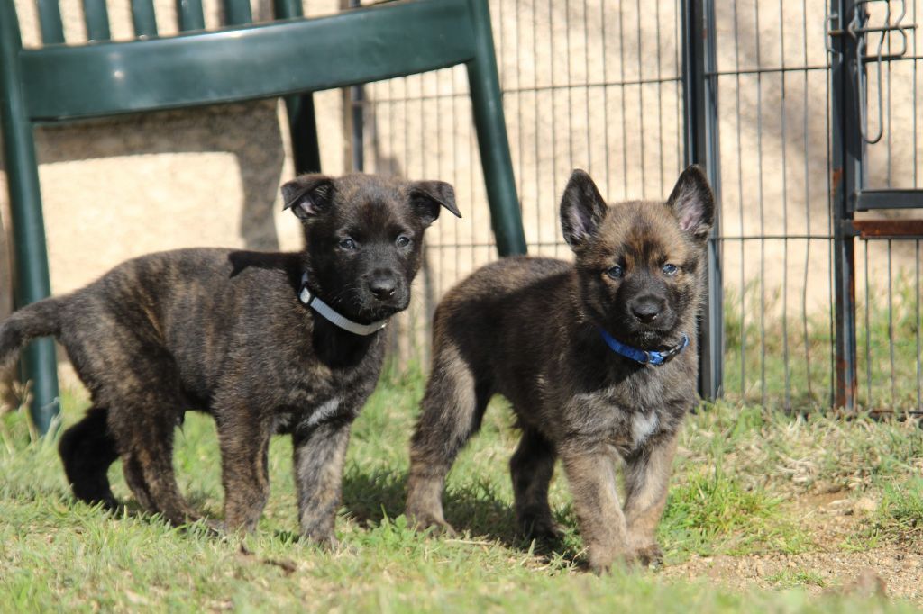 De L'Orée Du Roc - Chiot disponible  - Berger hollandais