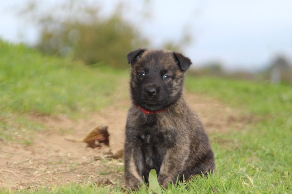 De L'Orée Du Roc - Chiot disponible  - Berger hollandais