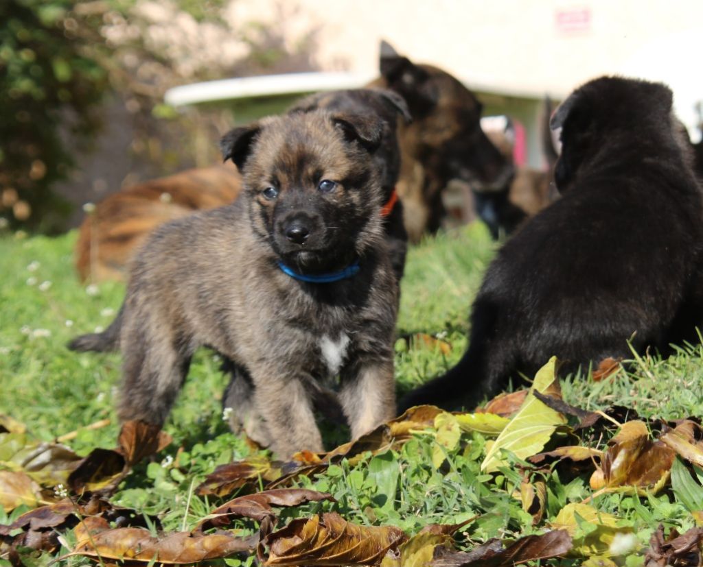 De L'Orée Du Roc - Chiot disponible  - Berger hollandais