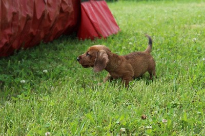 Male Fauve 