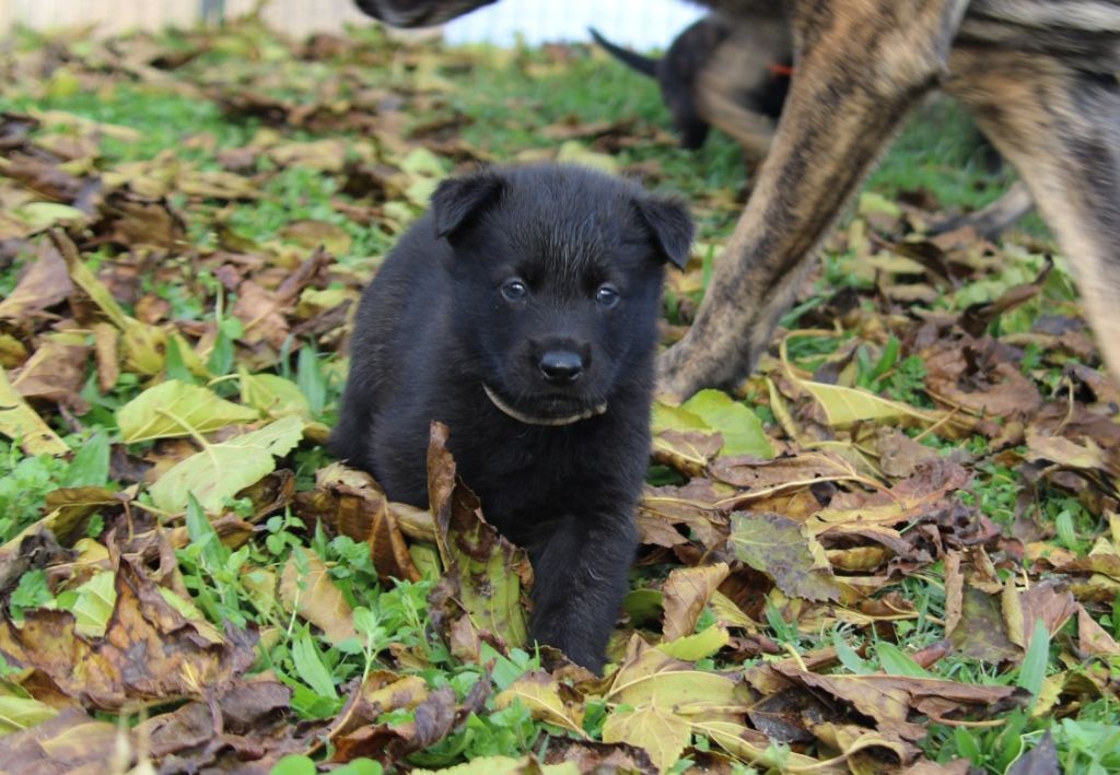 De L'Orée Du Roc - Chiot disponible  - Berger hollandais