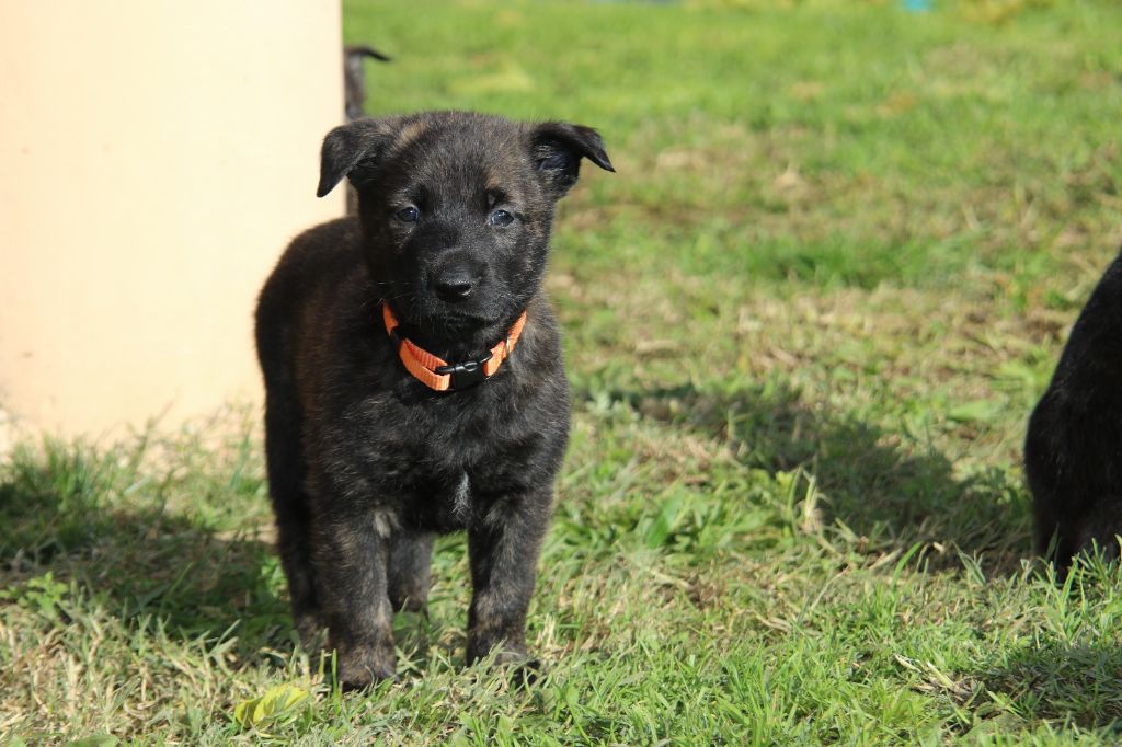 De L'Orée Du Roc - Chiot disponible  - Berger hollandais