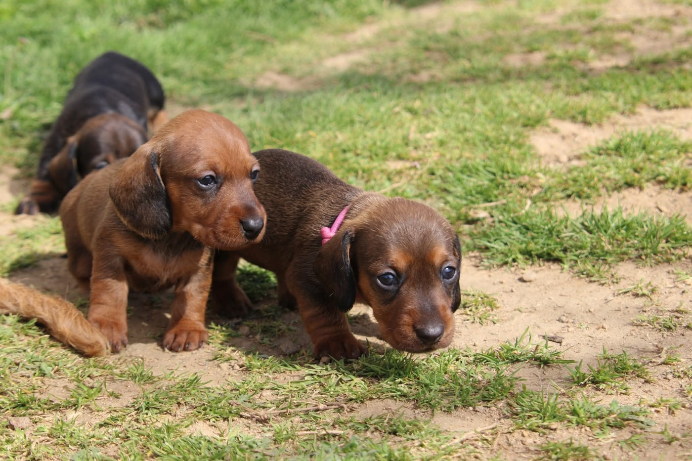 De L'Orée Du Roc - Chiots disponibles - Teckel poil dur