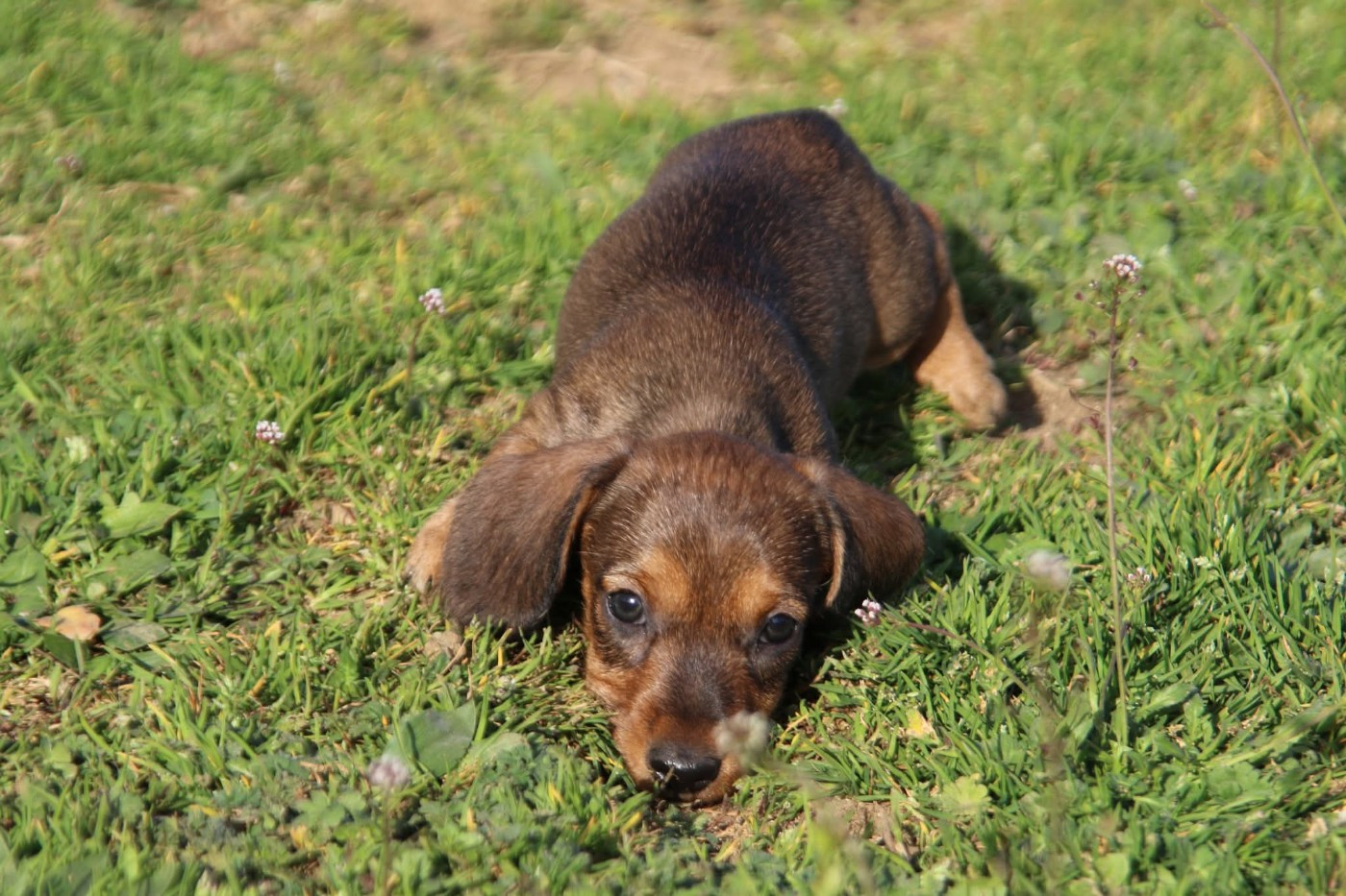 De L'Orée Du Roc - Chiots disponibles - Teckel poil dur