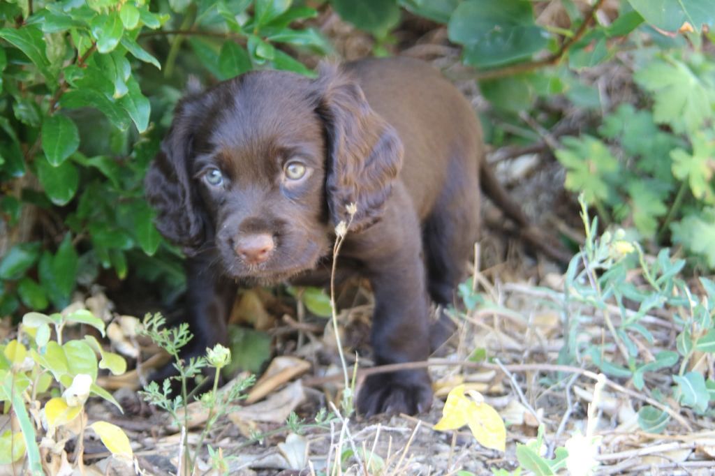 De L'Orée Du Roc - Chiots disponibles - Cocker Spaniel Anglais