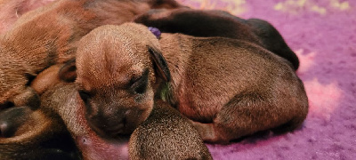 CHIOT